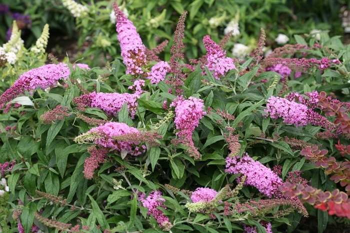 Butterfly Bush - Buddleia x 'Pugster Pink' from Betty's Azalea Ranch