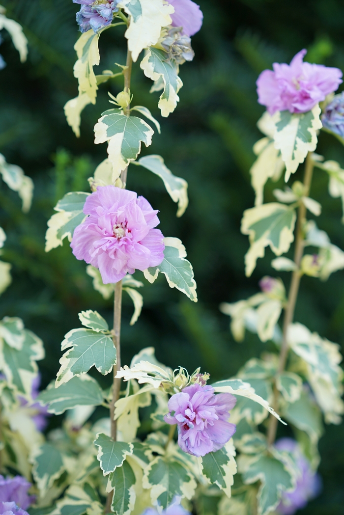 Rose of Sharon - Hibiscus syriacus 'Sugar Tip® Gold' from Betty's Azalea Ranch Rose of Sharon - Hibiscus syriacus 'Sugar Tip® Gold' from Betty's Azalea Ranch