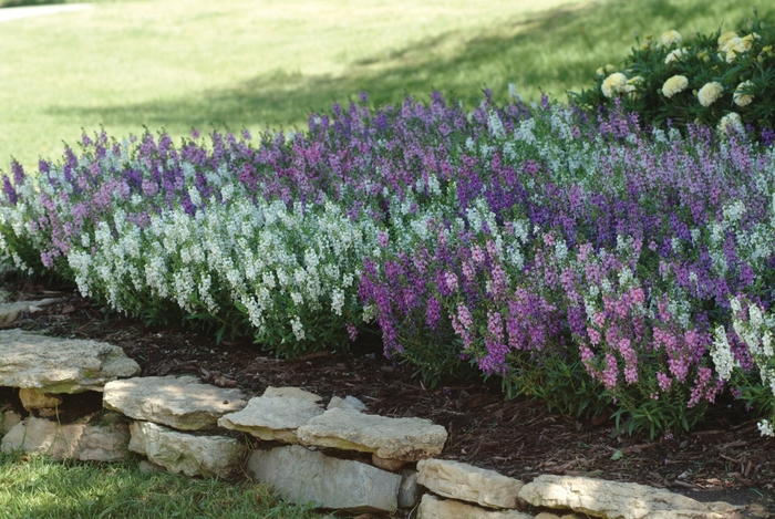 Serena® Mix - Angelonia angustifolia ''Mix'' (Snapdragon) from Betty's Azalea Ranch