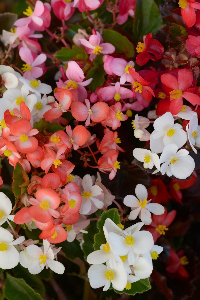 BabyWing® Begonia - Begonia x hybrida 'BabyWing Mix' from Betty's Azalea Ranch