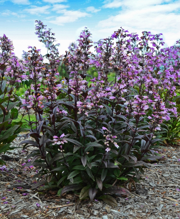 Blackbeard Beard Tongue - Penstemon digitalis ''Blackbeard'' PP30052 (Beard Tongue) from Betty's Azalea Ranch