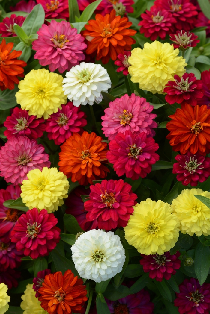 Double Zahara™ Mixture - Zinnia marylandica from Betty's Azalea Ranch Double Zahara™ Mixture - Zinnia marylandica from Betty's Azalea Ranch