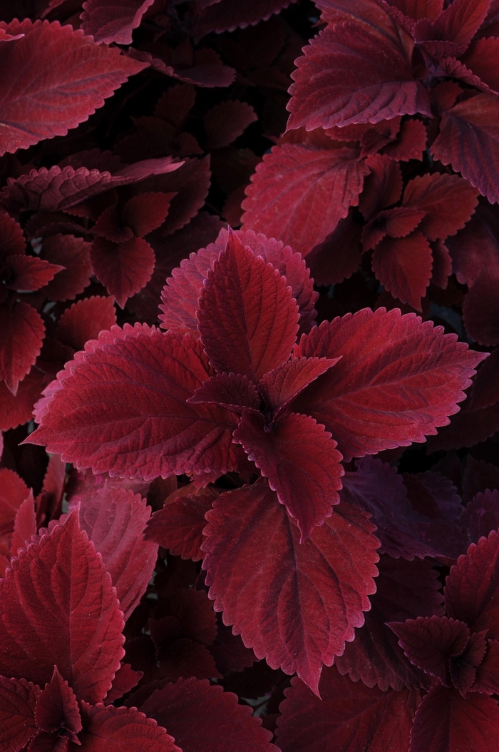 Redhead Coleus - Solenostemon ''Redhead'' (Coleus) from Betty's Azalea Ranch