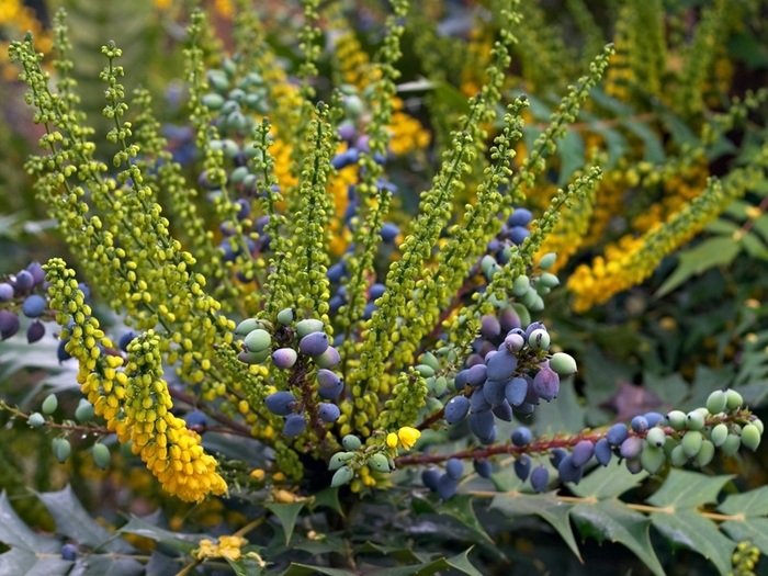 Charity Mahonia - Mahonia x media ''Charity'' (Mahonia) from Betty's Azalea Ranch