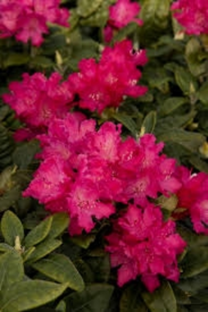 'Hellikki' - Rhododendron from Betty's Azalea Ranch