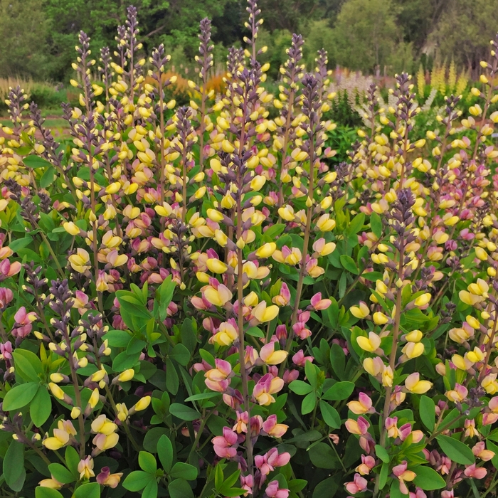 Decadence® Deluxe Pink Lemonade - Baptisia ''Pink Lemonade'' PPAF (False Indigo) from Betty's Azalea Ranch