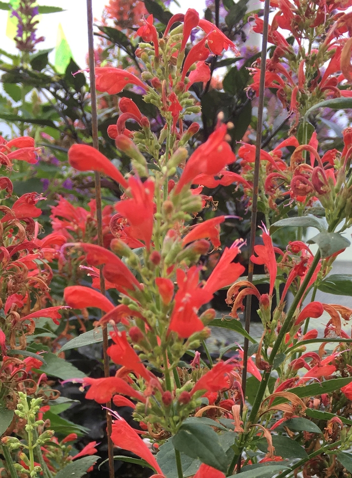 Kudos™ Red - Agastache PPAF (Hummingbird mint) from Betty's Azalea Ranch Kudos™ Red - Agastache PPAF (Hummingbird mint) from Betty's Azalea Ranch