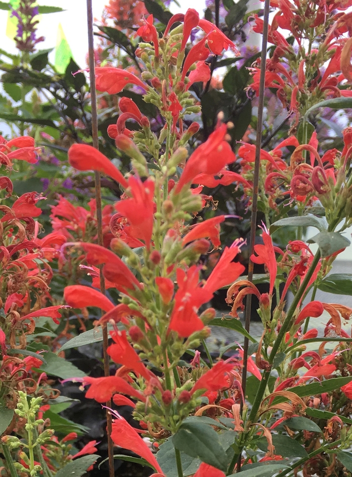 Kudos™ Red - Agastache PPAF (Hummingbird mint) from Betty's Azalea Ranch