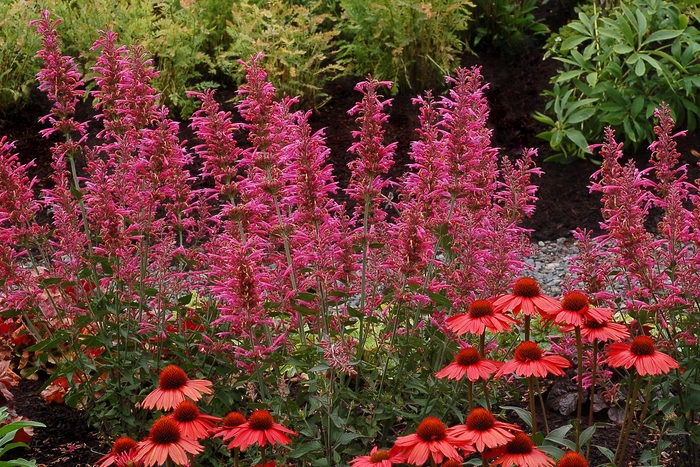 ''Morello'' Hummingbird Mint - Agastache PP20371 from Betty's Azalea Ranch