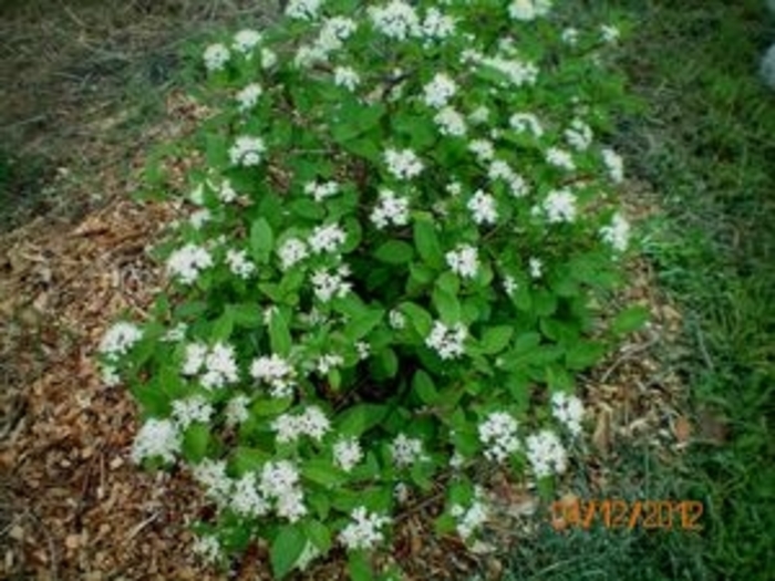 Mini Man™ Manchurian Viburnum - Viburnum burejaeticum ''PO17S'' from Betty's Azalea Ranch