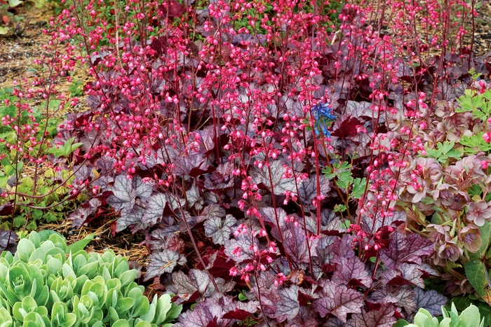 'Glitter' Coral Bells - Heuchera from Betty's Azalea Ranch 'Glitter' Coral Bells - Heuchera from Betty's Azalea Ranch