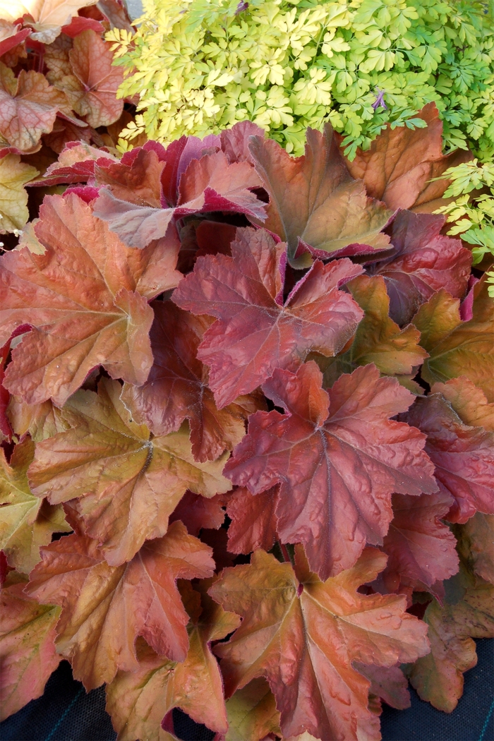 Southern Comfort Coral Bells - Heuchera ''Southern Comfort'' PP20364 (Coral Bells) from Betty's Azalea Ranch Southern Comfort Coral Bells - Heuchera ''Southern Comfort'' PP20364 (Coral Bells) from Betty's Azalea Ranch