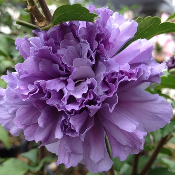 Rose of Sharon - Hibiscus syriacus 'Blueberry Smoothie' from Betty's Azalea Ranch