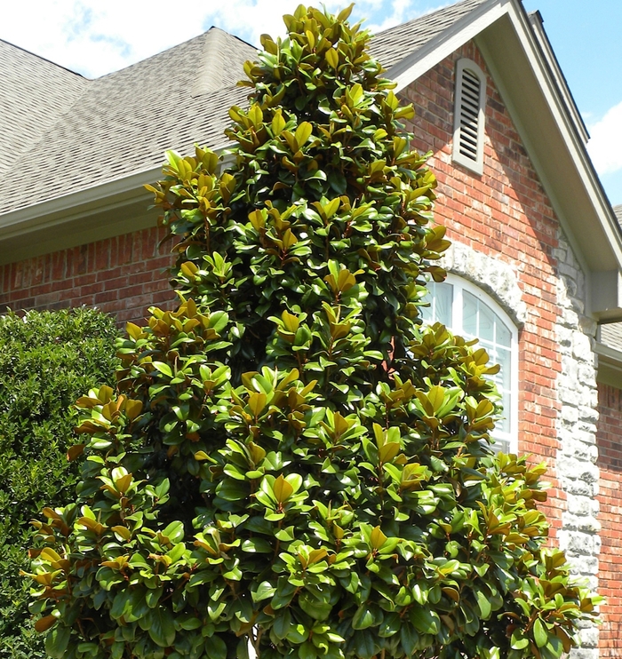 Teddy Bear® Magnolia - Magnolia grandiflora ''Southern Charm'' PP13049 (Magnolia) from Betty's Azalea Ranch Teddy Bear® Magnolia - Magnolia grandiflora ''Southern Charm'' PP13049 (Magnolia) from Betty's Azalea Ranch