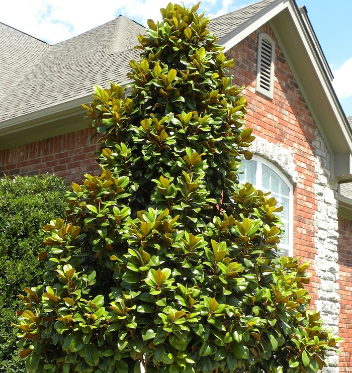 Teddy Bear® Magnolia - Magnolia grandiflora ''Southern Charm'' PP13049 (Magnolia) from Betty's Azalea Ranch