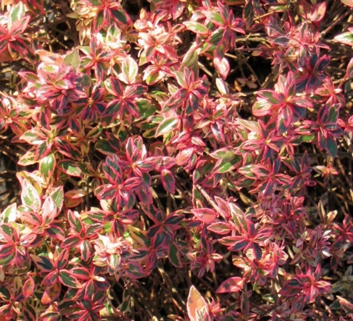 'Confetti®' Glossy Abelia - Abelia hybrid from Betty's Azalea Ranch