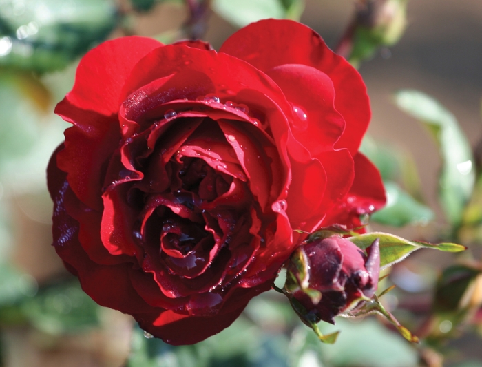 'Lady In Red' Climbing Rose - Rosa from Betty's Azalea Ranch