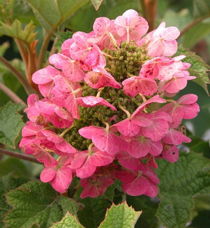 Ruby Slippers Qakleaf Hydrangea - Hydrangea quercifolia 'Ruby Slippers' from Betty's Azalea Ranch