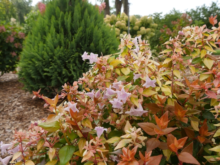 Funshine® Abelia - Abelia x grandiflora ''Minacara1'' PP30430 (Abelia) from Betty's Azalea Ranch