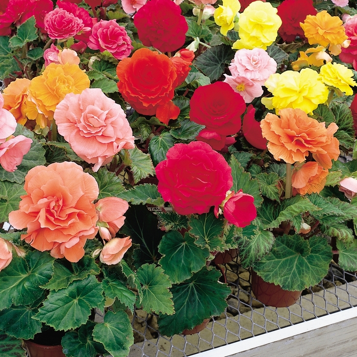Nonstop® - Begonia x tuberhybrida 'Mixture' from Betty's Azalea Ranch Nonstop® - Begonia x tuberhybrida 'Mixture' from Betty's Azalea Ranch