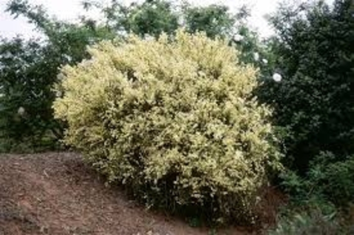 Moonlight Scotch Broom - Cytisus scoparius ''Moonlight'' (Scotch Broom) from Betty's Azalea Ranch