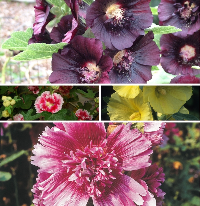 Hollyhocks - Alcea Multiple Varieties from Betty's Azalea Ranch