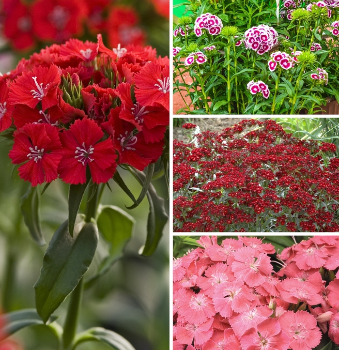 Sweet William - Dianthus barbatus Multiple Varieties from Betty's Azalea Ranch