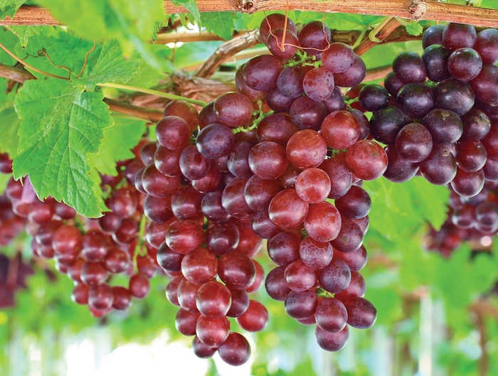 Catawba Grape - Vitis vinifera ''Catawba'' (Grape) from Betty's Azalea Ranch