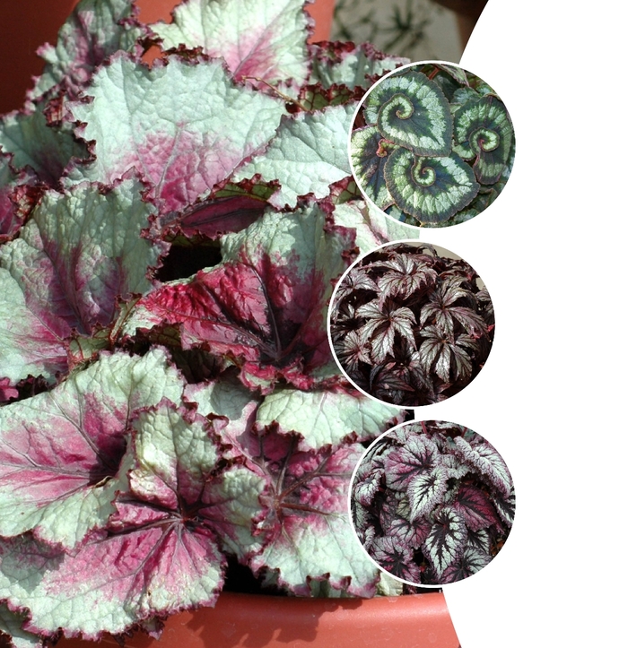 Rex Begonia - Multiple Varieties from Betty's Azalea Ranch