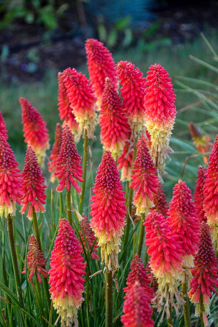 Pyromania® 'Rocket's Red Glare' - Kniphofia (Red Hot Poker) from Betty's Azalea Ranch