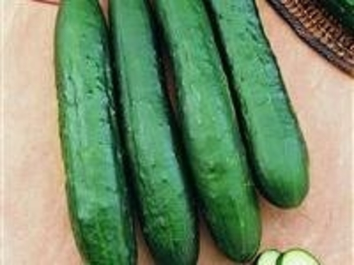 'Burpless Supreme' Cucumber - Cucumis sativus from Betty's Azalea Ranch