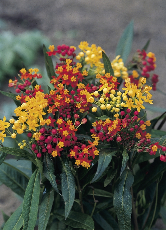 Silky Mixture Tropical Milkweed - Asclepias curassavica ''Silky Mixture'' (Tropical Milkweed) from Betty's Azalea Ranch