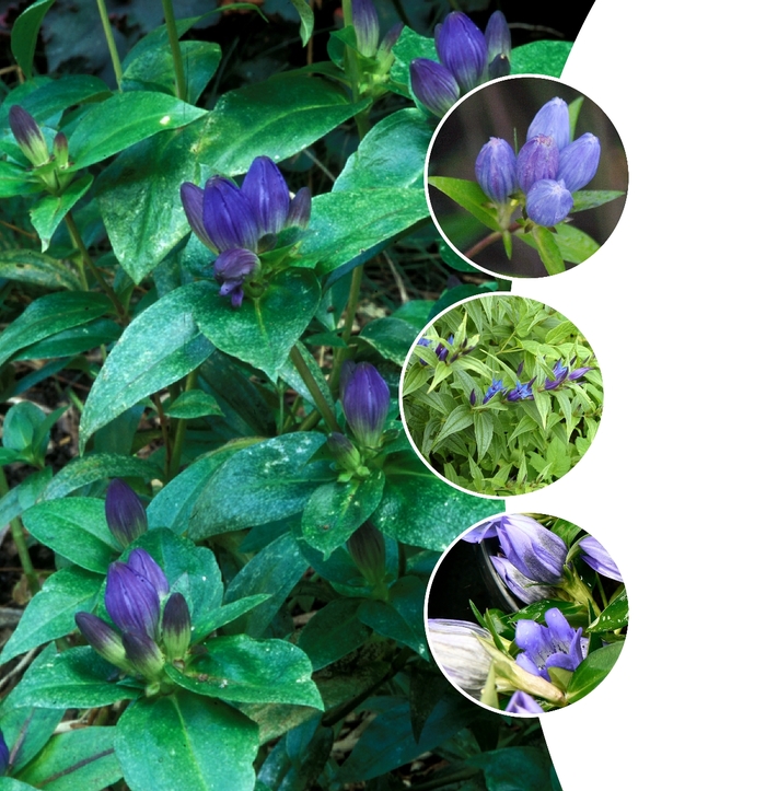 Multiple Varieties Gentian - Gentiana ''Multiple Varieties'' (Gentian) from Betty's Azalea Ranch