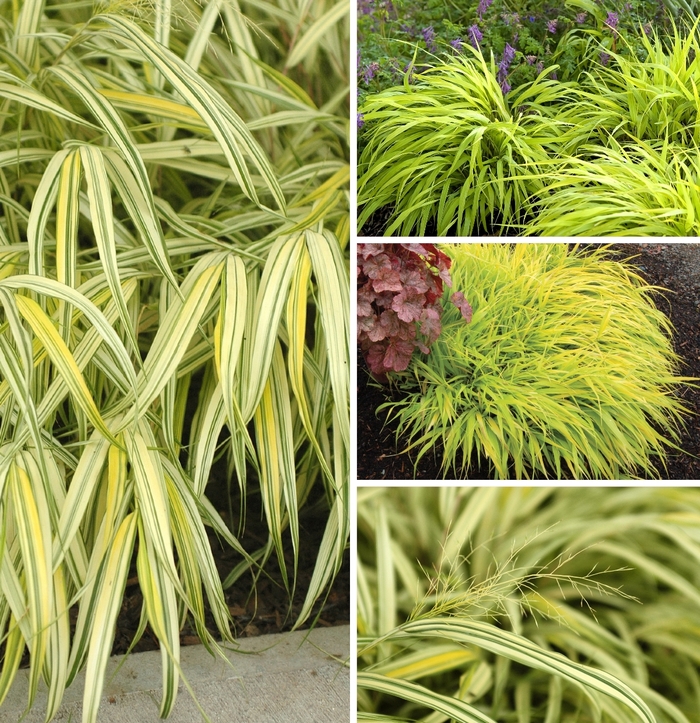 Multiple Varieties Japanese Forest Grass - Hakonechloa ''Multiple Varieties'' (Japanese Forest Grass) from Betty's Azalea Ranch