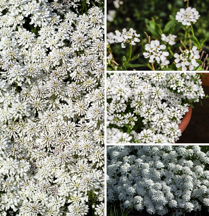 Multiple Varieties Candytuft - Iberis ''Multiple Varieties'' (Candytuft) from Betty's Azalea Ranch