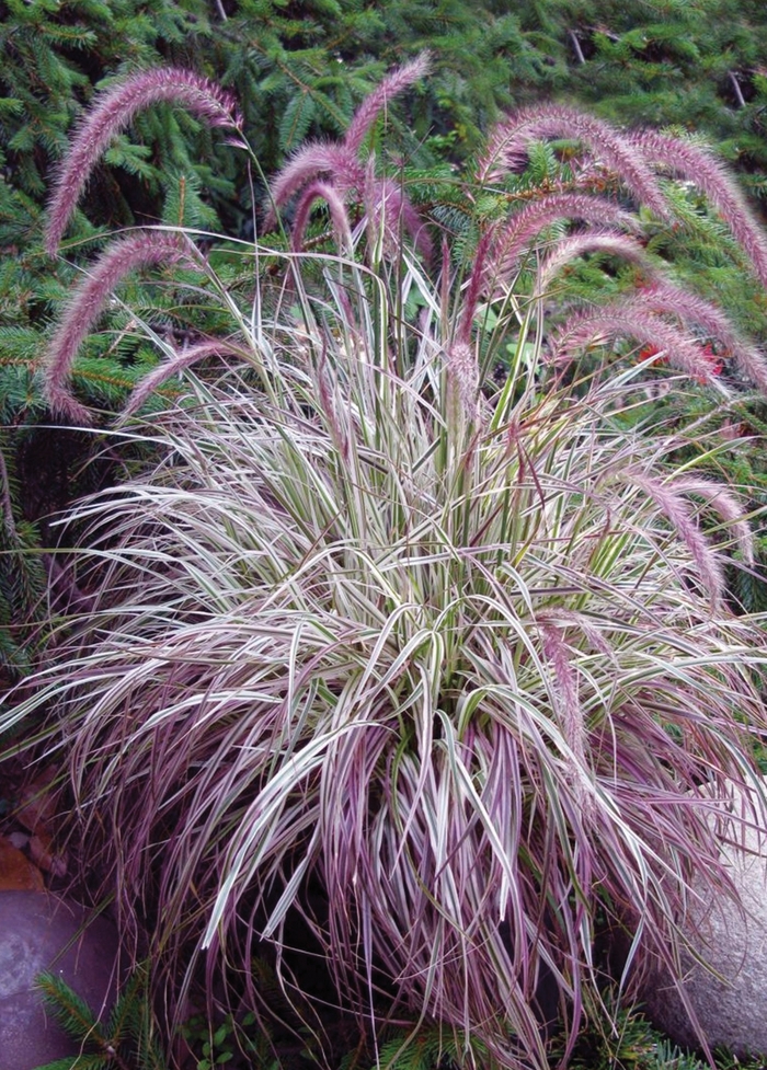 Cherry Sparkler Fountain Grass - Pennisetum setaceum ''Cherry Sparkler'' (Fountain Grass) from Betty's Azalea Ranch