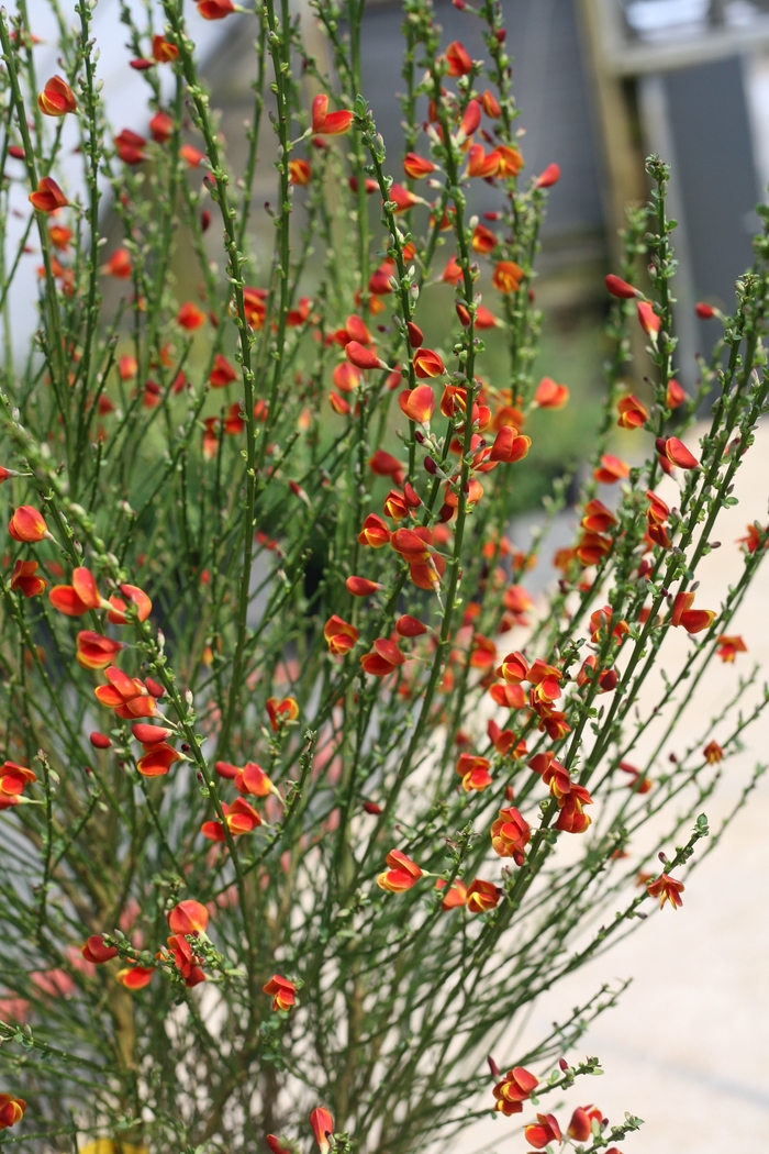 Sister Redhead® Scotch Broom - Cytisus scoparius ''SMNCSAB'' PP30214 from Betty's Azalea Ranch