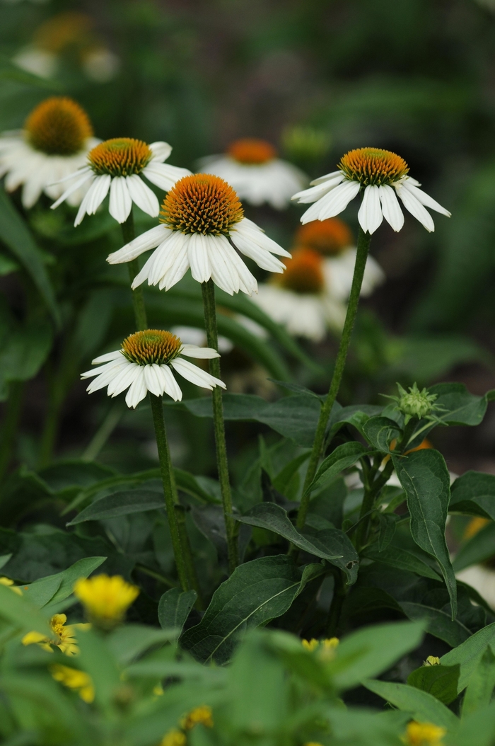 PowWow White Coneflower - Echinacea purpurea 'PowWow' from Betty's Azalea Ranch