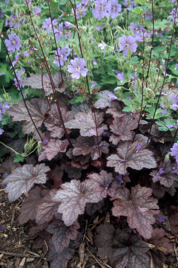 Plum Pudding Coral Bell - Heuchera 'Plum Pudding' from Betty's Azalea Ranch