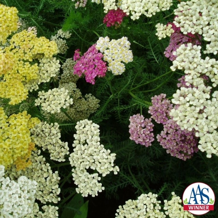 Yarrow - Achillea 'Summer Pastels' from Betty's Azalea Ranch