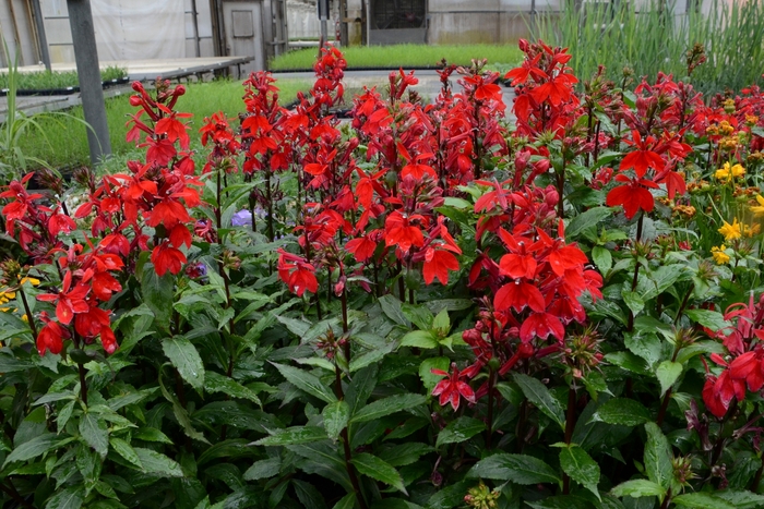 Lobelia - Lobelia x speciosa (Lobelia) from Betty's Azalea Ranch