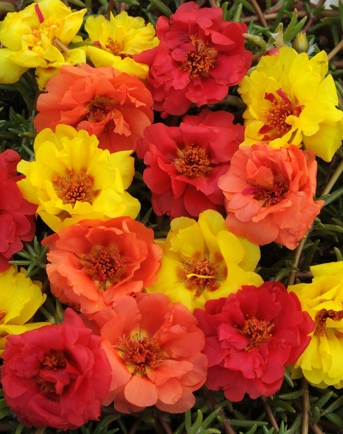 Happy Hour™ Tropical Mix - Portulaca grandiflora ''Tropical Mix'' (Moss Rose, Purslane) from Betty's Azalea Ranch