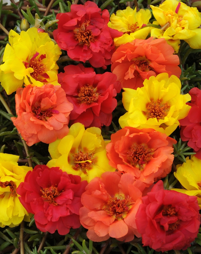 Happy Trails™ Tropical Mixture - Portulaca grandiflora ''Tropical Mixture'' (Moss Rose, Purslane) from Betty's Azalea Ranch