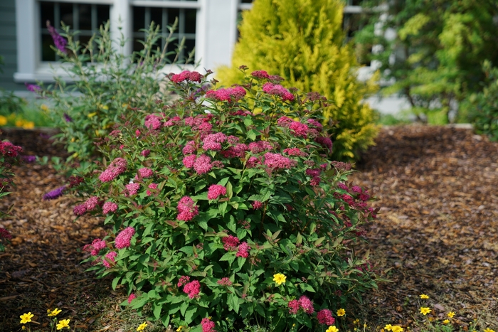 Double Play Doozie® - Spiraea ''NCSX2'' PP30953, Can PBRAF (Spirea) from Betty's Azalea Ranch