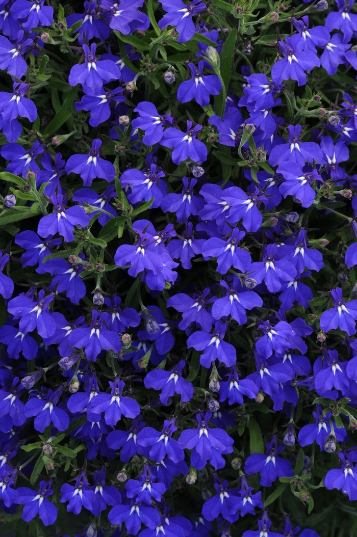 Early Springs™ Dark Blue - Lobelia ''Dark Blue'' (Lobelia) from Betty's Azalea Ranch