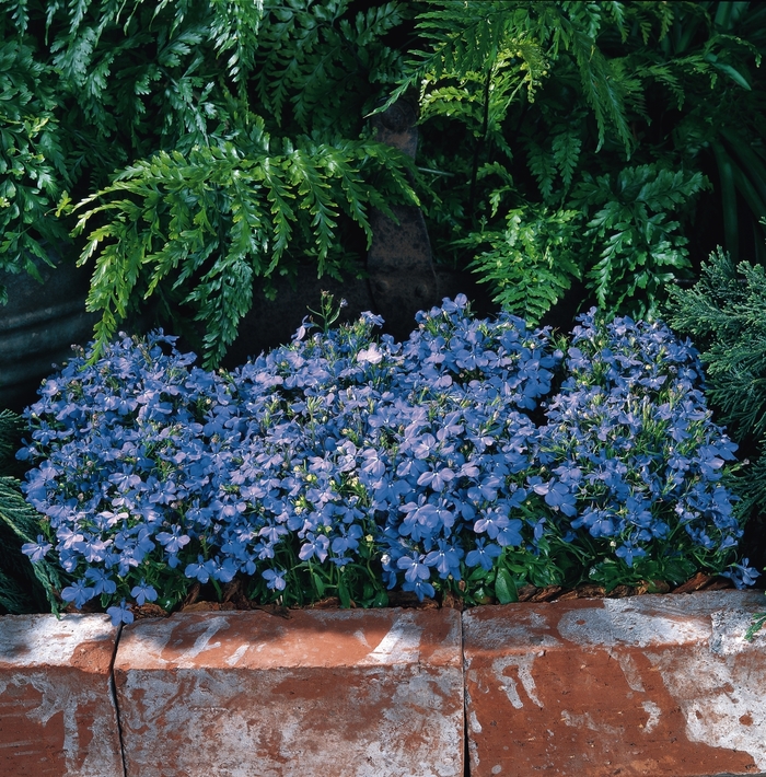 Riviera 'Sky Blue' - Lobelia erinus from Betty's Azalea Ranch Riviera 'Sky Blue' - Lobelia erinus from Betty's Azalea Ranch