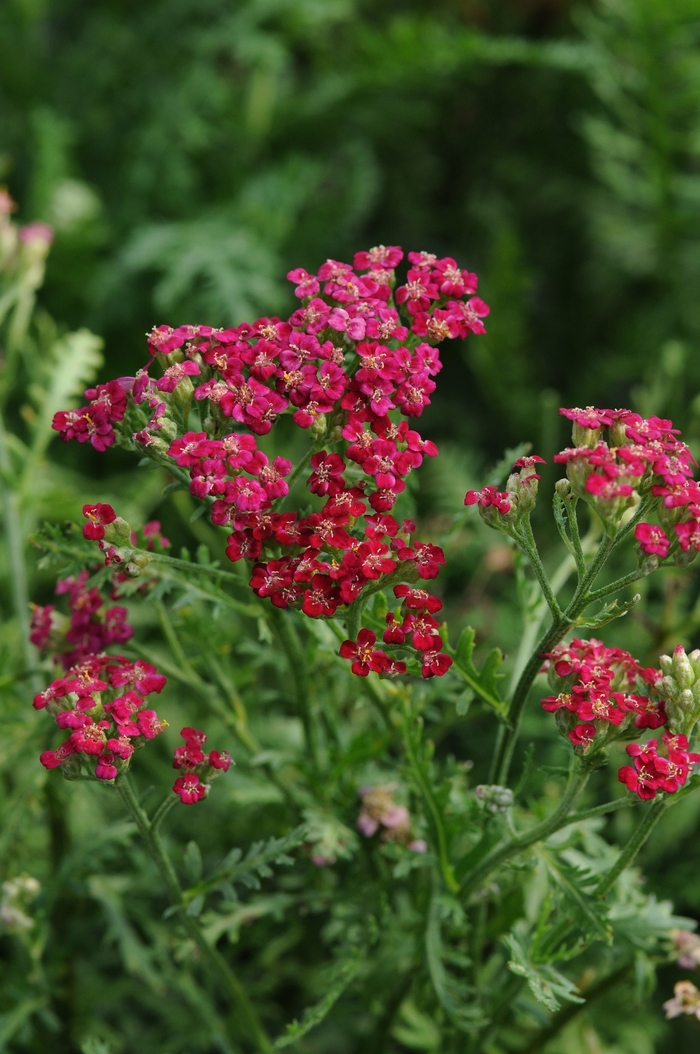 New Vintage™ Red - Achillea millefolium ''Red'' Balvinred PP25618 (Yarrow) from Betty's Azalea Ranch