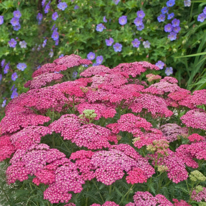 Yarrow - Achillea millefolium 'Saucy Seduction' from Betty's Azalea Ranch