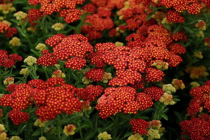 Seduction Strawberry Yarrow - Achillea millefolium ''Seduction Strawberry'' PP18401 (Yarrow) from Betty's Azalea Ranch