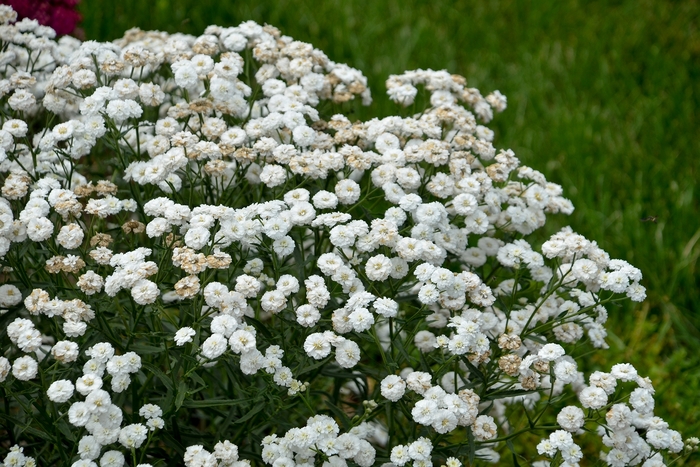 Peter Cottontail Sneezewort - Achillea ptarmica ''Peter Cottontail'' (Sneezewort) from Betty's Azalea Ranch